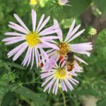 Malavika Mohanan Instagram – Ladakhi flora and fauna