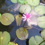 Malavika Mohanan Instagram - God of small things-esque