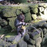 Malavika Mohanan Instagram - @adityamohanan spotted in bali Monkey Forest Ubud