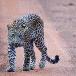 Malavika Mohanan Instagram – We were on our last safari of the trip and were sad we hadn’t seen any big cats the whole of our evening safari when we spotted something on the road a little far away from us. As we etched closer, it was this beautiful animal sitting there as if it was waiting for us. 

I pulled out the camera and took these photos very indulgently as the leopard seemed in no hurry to leave and in fact started walking towards our jeep slowly and then eventually vanished into the bushes after it’s leisurely ten minute walk.

It was an encounter that took my breath away, and on that note #HappyWorldEnvironmentDay ☺️🌎 

Mother Earth is so beautiful. Let’s save it and savour it🤍🍃 

Shot on @nikonindiaofficial