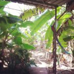 Malavika Mohanan Instagram - Backyard