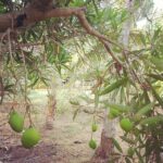Malavika Mohanan Instagram - Evenings spent in the orchard