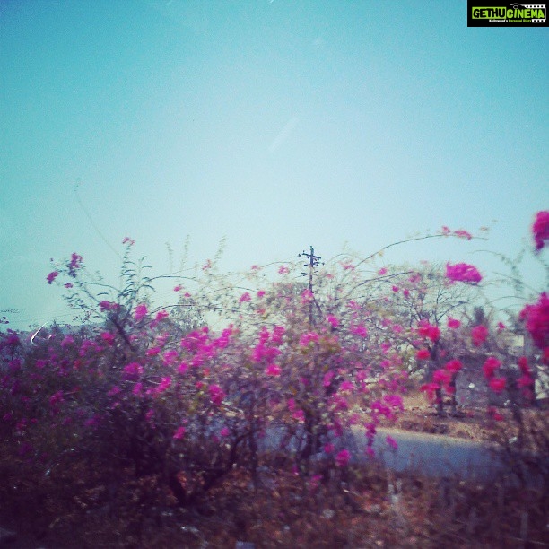 Malavika Mohanan Instagram - #bougainvillae