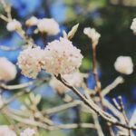 Malavika Mohanan Instagram – Himalayan wild flowers.