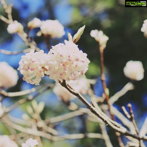 Malavika Mohanan Instagram - Himalayan wild flowers.