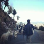 Malavika Mohanan Instagram - Goat herd. #himalayas #himachal #khajjiar #India #travel #instatravel #travelphotography #indianigers #love #sunsets #mountains #goats #instalove #igers
