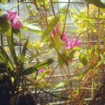 Malavika Mohanan Instagram - Happiness! #pinkflowers