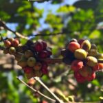 Malavika Mohanan Instagram – What better coffee to have than the one you get at the heart of a coffee estate ☕️ 🤍

@peppertrail your estate is full of my favourites- nature, morning mists, most beautiful trails, natural water bodies & the best coffee ☺️

📸 by a very amused @adityamohanan who was sniggering while taking every photo. Younger brothers I tell you 🙄 Pepper Trail