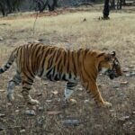 Malavika Mohanan Instagram - When in Ranthambore 🐅♥️ Ranthambhore National Park