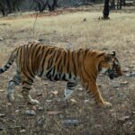 Malavika Mohanan Instagram – When in Ranthambore 🐅♥️ Ranthambhore National Park