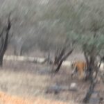 Malavika Mohanan Instagram – When in Ranthambore 🐅♥️ Ranthambhore National Park