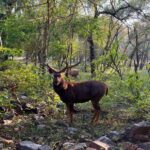 Malavika Mohanan Instagram - When in Ranthambore 🐅♥️ Ranthambhore National Park