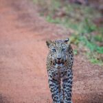 Malavika Mohanan Instagram - We were on our last safari of the trip and were sad we hadn’t seen any big cats the whole of our evening safari when we spotted something on the road a little far away from us. As we etched closer, it was this beautiful animal sitting there as if it was waiting for us. I pulled out the camera and took these photos very indulgently as the leopard seemed in no hurry to leave and in fact started walking towards our jeep slowly and then eventually vanished into the bushes after it’s leisurely ten minute walk. It was an encounter that took my breath away, and on that note #HappyWorldEnvironmentDay ☺️🌎 Mother Earth is so beautiful. Let’s save it and savour it🤍🍃 Shot on @nikonindiaofficial