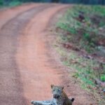 Malavika Mohanan Instagram – We were on our last safari of the trip and were sad we hadn’t seen any big cats the whole of our evening safari when we spotted something on the road a little far away from us. As we etched closer, it was this beautiful animal sitting there as if it was waiting for us. 

I pulled out the camera and took these photos very indulgently as the leopard seemed in no hurry to leave and in fact started walking towards our jeep slowly and then eventually vanished into the bushes after it’s leisurely ten minute walk.

It was an encounter that took my breath away, and on that note #HappyWorldEnvironmentDay ☺️🌎 

Mother Earth is so beautiful. Let’s save it and savour it🤍🍃 

Shot on @nikonindiaofficial
