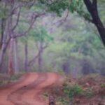 Malavika Mohanan Instagram - We were on our last safari of the trip and were sad we hadn’t seen any big cats the whole of our evening safari when we spotted something on the road a little far away from us. As we etched closer, it was this beautiful animal sitting there as if it was waiting for us. I pulled out the camera and took these photos very indulgently as the leopard seemed in no hurry to leave and in fact started walking towards our jeep slowly and then eventually vanished into the bushes after it’s leisurely ten minute walk. It was an encounter that took my breath away, and on that note #HappyWorldEnvironmentDay ☺️🌎 Mother Earth is so beautiful. Let’s save it and savour it🤍🍃 Shot on @nikonindiaofficial