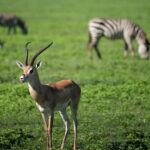 Malavika Mohanan Instagram - Gazelle with a hint of zebras 🦌 🦓 Shot in the beautiful grasslands of Serengeti on Sony A7R3 + Sony GM 100-400 Serengeti National Park, Tanzania