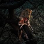 Malavika Mohanan Instagram - It was dusk and we were heading back to our camp in ‘Arusha’ when our guide stopped our jeep and pointed us to a tree. It took a couple of seconds for us to spot this gorgeous creature as the final rays of the sun had almost slipped away from the sky by then. We all just stared, taking the sight in, of seeing nature at its most primal form. We had no hopes of getting a good picture without any light in the sky, and the ones we did manage to get were really grainy. But we were still happy that we got to witness this magnificent sight which seemed right out of something like natgeo, which I used to watch so much as a child. Definitely the highlight of our safari! 🐆 Shot on Sony A7R3 + Sony GM 100-400 P.S. Thank you for making my grainy picture so beautiful with your edit @varun.aditya ! Serengeti National Park, Tanzania