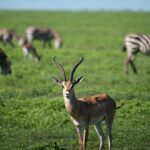 Malavika Mohanan Instagram - Gazelle with a hint of zebras 🦌 🦓 Shot in the beautiful grasslands of Serengeti on Sony A7R3 + Sony GM 100-400 Serengeti National Park, Tanzania