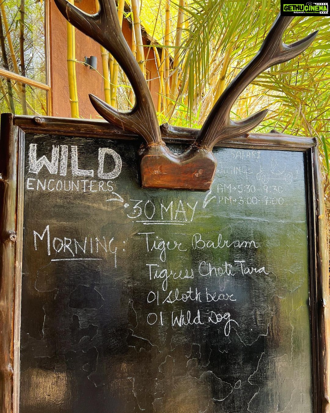 Malavika Mohanan Instagram - I have always wanted to visit Tadoba Tiger Reserve for years since I heard that some of the best tiger sightings in india happen here and I’m finally here with my favourite girls! 👯♀️👯♀️ We saw 2 tigers and 1 leopard on our first safari itself and are now aiming high and hoping to see the melanistic leopard next 😬 A big shout out to Annie for hosting us at her gorgeous place @the_bamboo_forest ! And a big thank you to your amazingly talented naturalist-Akshay whose expertise has shown us 4 big cats in just 2 days & hopefully a lot more in the coming couple of days! 🐯♥️
