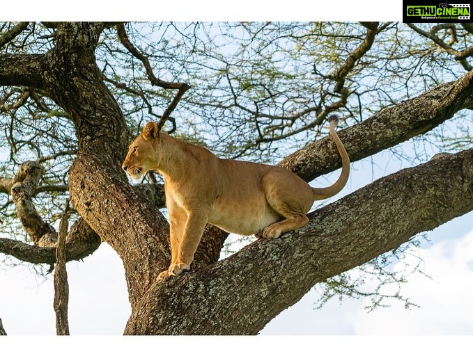 Malavika Mohanan Instagram - In the last 2 years I have developed a lot of interest and passion in wildlife, and have been making trips to various forests across the country to see more animals in their natural habitat and to learn more about them. From visiting forests like Kabini, Masinagudi, Wayanad, etc in India, to now be able to add a different kind of terrain and ecosystem like Africa to my list has been such a thrilling experience. With so much time being spent round wildlife, I’ve also increasingly been feeling the need to capture some of those moments. We were on a game drive in Ndutu a couple of days back and we saw this gorgeous lioness perched on a tree branch. We watched and observed her for a good 20 minutes and I also got the chance to take some lovely photographs of her 🦁 Shot on Sony A7R3 + Sony GM 100-400 + 1.4x TC Ndutu Conservation Area