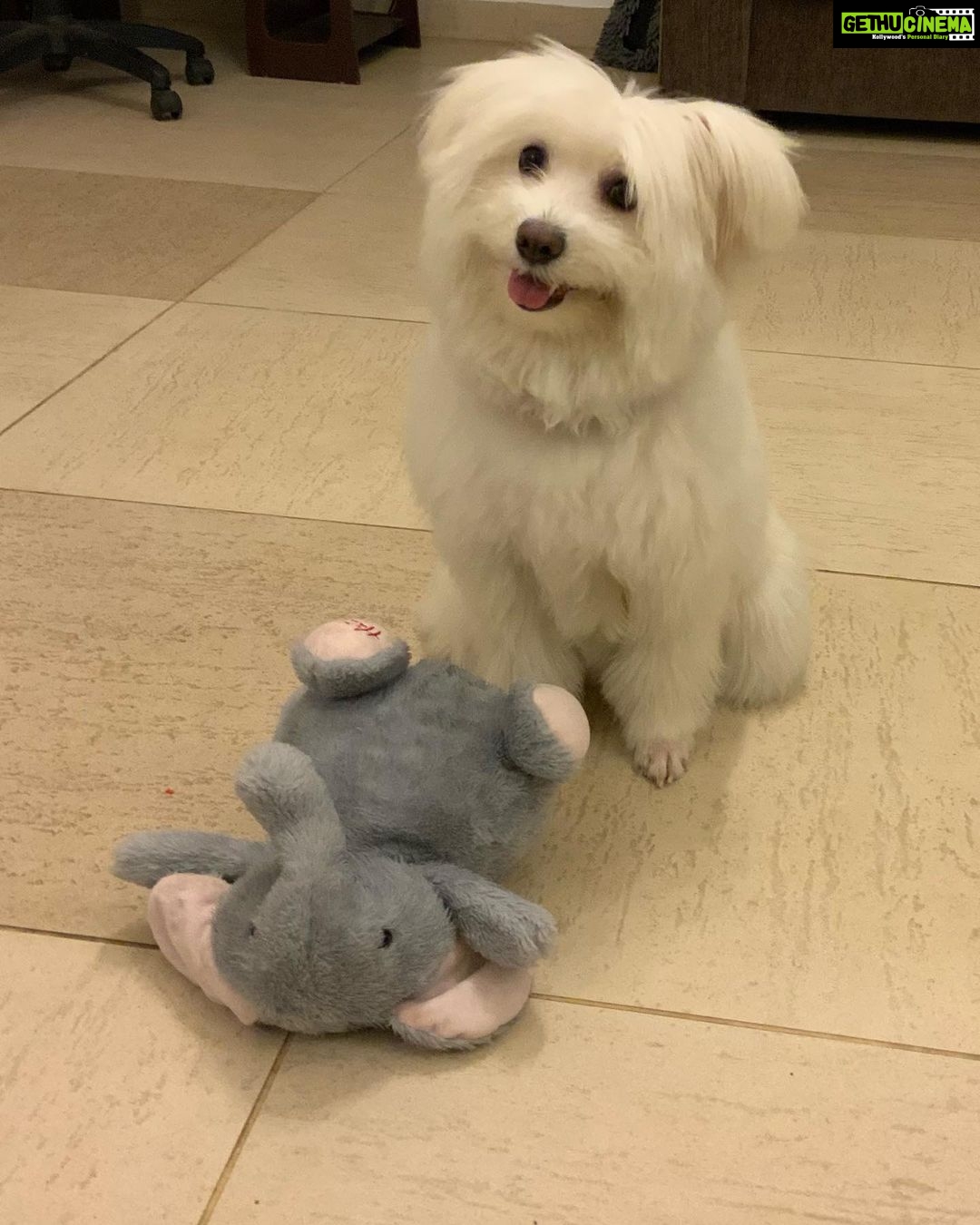 Niranjani Ahathian Instagram - Happiest birthday to Our bundle of joyโฆ We have to find words to say how much we both love youโฆ your are precious Pekko pappa .. we feel so lucky to wake up with that sloppy and a wet nose ๐๐๐ every dayโฆ you make our heart Smile you complete us โฆWish you many many many many more happy returns of the day my teddy ๐๐๐๐ hugsssssssssss Lots n lotssss of love from appa &amma. @desinghperiyasamy