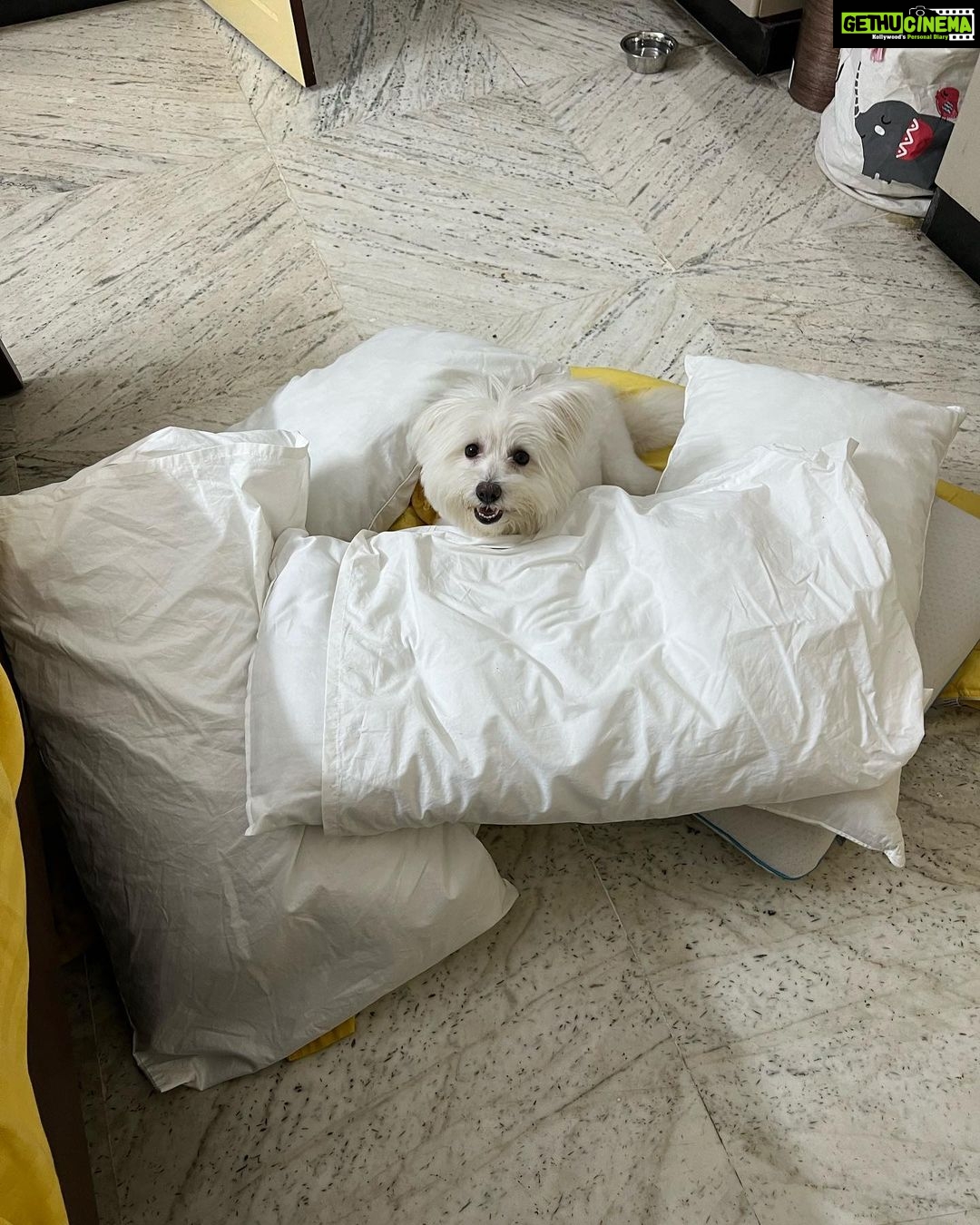 Niranjani Ahathian Instagram - Happiest birthday to Our bundle of joyโฆ We have to find words to say how much we both love youโฆ your are precious Pekko pappa .. we feel so lucky to wake up with that sloppy and a wet nose ๐๐๐ every dayโฆ you make our heart Smile you complete us โฆWish you many many many many more happy returns of the day my teddy ๐๐๐๐ hugsssssssssss Lots n lotssss of love from appa &amma. @desinghperiyasamy