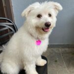 Niranjani Ahathian Instagram - Happiest birthday to Our bundle of joy… We have to find words to say how much we both love you… your are precious Pekko pappa .. we feel so lucky to wake up with that sloppy and a wet nose 😘😘😘 every day… you make our heart Smile you complete us …Wish you many many many many more happy returns of the day my teddy 😘😘😘😘 hugsssssssssss Lots n lotssss of love from appa &amma. @desinghperiyasamy