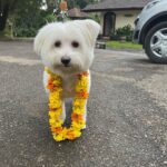Niranjani Ahathian Instagram - Happiest birthday to Our bundle of joy… We have to find words to say how much we both love you… your are precious Pekko pappa .. we feel so lucky to wake up with that sloppy and a wet nose 😘😘😘 every day… you make our heart Smile you complete us …Wish you many many many many more happy returns of the day my teddy 😘😘😘😘 hugsssssssssss Lots n lotssss of love from appa &amma. @desinghperiyasamy