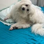 Niranjani Ahathian Instagram - Happiest birthday to Our bundle of joy… We have to find words to say how much we both love you… your are precious Pekko pappa .. we feel so lucky to wake up with that sloppy and a wet nose 😘😘😘 every day… you make our heart Smile you complete us …Wish you many many many many more happy returns of the day my teddy 😘😘😘😘 hugsssssssssss Lots n lotssss of love from appa &amma. @desinghperiyasamy