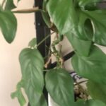 Panchi Bora Instagram - Grow at your own pace. Mini monstera growing upwards philodendron growing downwards! #plantsofinstagram #plantsmakepeoplehappy