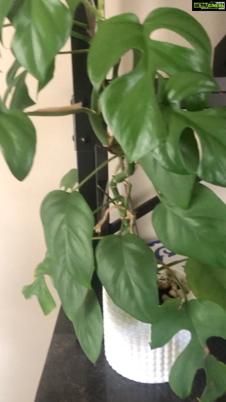 Panchi Bora Instagram - Grow at your own pace. Mini monstera growing upwards philodendron growing downwards! #plantsofinstagram #plantsmakepeoplehappy