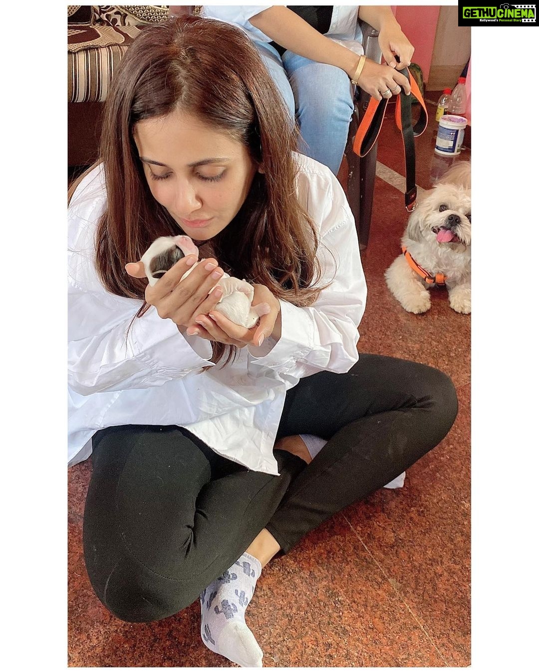 Parul Yadav Instagram - Happy Father's Day to my baby Pluto ❤️ he's a proud father of 6 little pups and I.. a proud grand-mom 😜 Thank you for bringing so much more happiness into our lives @plutoyadav ❤️🧿 #FathersDay #HappyFathersDay #MyBabyIsAFather #DogFather #PuppieLove #PupperDoggo #ShihApso #DogFam #PetParent #ProudGrandma #Pupperazzi #HappyFamilyTime #HeartIsFull #HappinessUnlimited #SundayPost #SundayMood #CountingMyBlessings