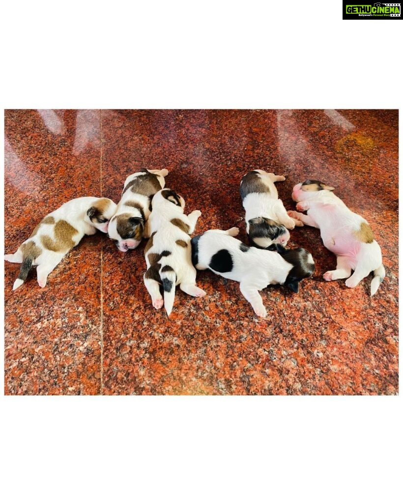 Parul Yadav Instagram - Happy Father's Day to my baby Pluto ❤️ he's a proud father of 6 little pups and I.. a proud grand-mom 😜 Thank you for bringing so much more happiness into our lives @plutoyadav ❤️🧿 #FathersDay #HappyFathersDay #MyBabyIsAFather #DogFather #PuppieLove #PupperDoggo #ShihApso #DogFam #PetParent #ProudGrandma #Pupperazzi #HappyFamilyTime #HeartIsFull #HappinessUnlimited #SundayPost #SundayMood #CountingMyBlessings