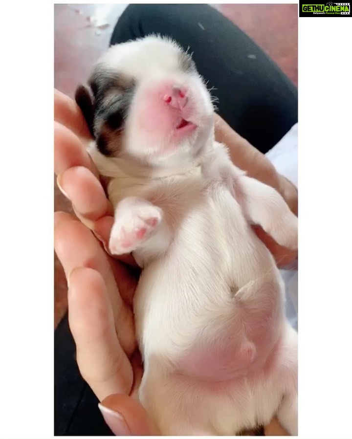 Parul Yadav Instagram - Happy Father's Day to my baby Pluto ❤️ he's a proud father of 6 little pups and I.. a proud grand-mom 😜 Thank you for bringing so much more happiness into our lives @plutoyadav ❤️🧿 #FathersDay #HappyFathersDay #MyBabyIsAFather #DogFather #PuppieLove #PupperDoggo #ShihApso #DogFam #PetParent #ProudGrandma #Pupperazzi #HappyFamilyTime #HeartIsFull #HappinessUnlimited #SundayPost #SundayMood #CountingMyBlessings