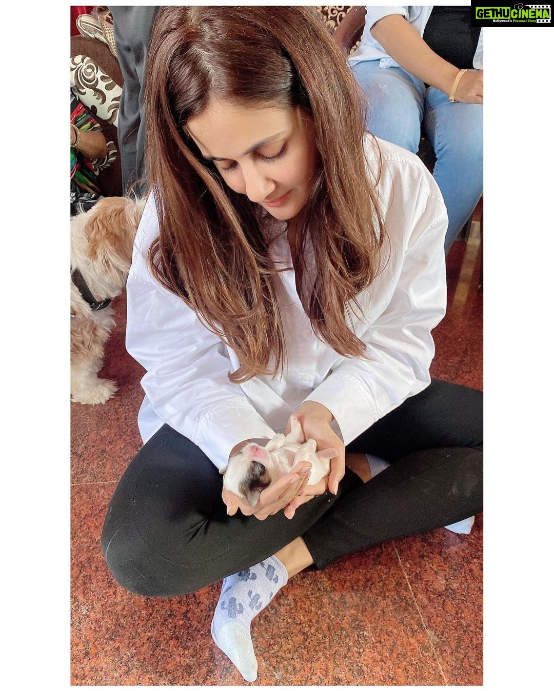 Parul Yadav Instagram - Happy Father's Day to my baby Pluto ❤️ he's a proud father of 6 little pups and I.. a proud grand-mom 😜 Thank you for bringing so much more happiness into our lives @plutoyadav ❤️🧿 #FathersDay #HappyFathersDay #MyBabyIsAFather #DogFather #PuppieLove #PupperDoggo #ShihApso #DogFam #PetParent #ProudGrandma #Pupperazzi #HappyFamilyTime #HeartIsFull #HappinessUnlimited #SundayPost #SundayMood #CountingMyBlessings