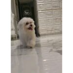 Ragini Nandwani Instagram – My love 
#maltese #white #redshades #reelsinstagram #dog #puppy#ragininandwani #angel #baby