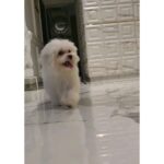Ragini Nandwani Instagram - My love #maltese #white #redshades #reelsinstagram #dog #puppy#ragininandwani #angel #baby