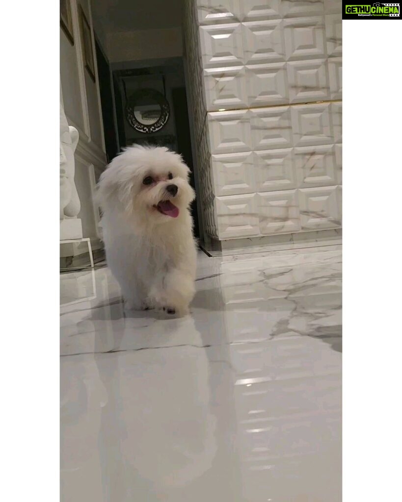 Ragini Nandwani Instagram - My love #maltese #white #redshades #reelsinstagram #dog #puppy#ragininandwani #angel #baby