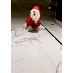 Ragini Nandwani Instagram - Mission : Raincoat 🤣🤣🤣🤣🤣🤣🤣 #raincoat #monsoon #maltese #puppy #cutedogs #love #animals #redcoat #baby #homedecor #insta #viralreels #happyday #new #max