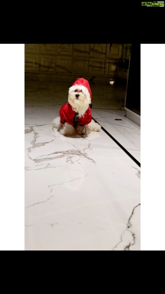 Ragini Nandwani Instagram - Mission : Raincoat 🤣🤣🤣🤣🤣🤣🤣 #raincoat #monsoon #maltese #puppy #cutedogs #love #animals #redcoat #baby #homedecor #insta #viralreels #happyday #new #max