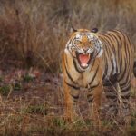 Sadha Instagram - Can you guess if it’s a yawn or a growl??? Featuring the upcoming star of Magadhi! A tiger that’s breaking all norms… #jamhole Notice the missing canine! 😀 Thank you @ratishnairphotography for the post processing! 😀 #bandhavgarhtigerreserve #nikonz6 #wildlifephotography #bandhavgarh #Nikon #NikonIndia #NikonIndiaOfficial #NikonVideography #NikonPhotography #NikonAsia Bandhavgarh National Park