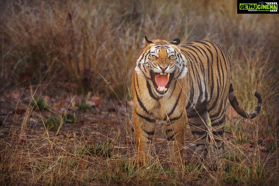 Sadha Instagram - Can you guess if it’s a yawn or a growl??? Featuring the upcoming star of Magadhi! A tiger that’s breaking all norms… #jamhole Notice the missing canine! 😀 Thank you @ratishnairphotography for the post processing! 😀 #bandhavgarhtigerreserve #nikonz6 #wildlifephotography #bandhavgarh #Nikon #NikonIndia #NikonIndiaOfficial #NikonVideography #NikonPhotography #NikonAsia Bandhavgarh National Park
