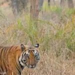 Sadha Instagram - My heart literally skips a beat or 2 when I see this majestic creature reveal itself in all its glory.. The feeling can’t be expressed in words.. Who else feels this way??? @junglee_traveller @manas.bsg @faunatic_vikash @mowgli_ki_safari @wild_wanderer_india @kaustav_wildstories @ravi_bandhavgarh @tigers_of_bandhavgarh #tigers #jamhole #bandhavgarh #bandhavgarhnationalpark #wildlife #safari #jungle #bigcats #reelitfeelit #instareels #instagood Bandhavgarh National Park