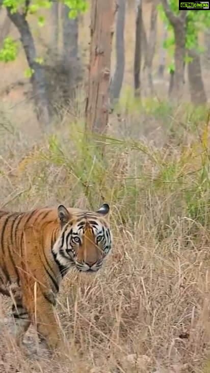 Sadha Instagram - My heart literally skips a beat or 2 when I see this majestic creature reveal itself in all its glory.. The feeling can’t be expressed in words.. Who else feels this way??? @junglee_traveller @manas.bsg @faunatic_vikash @mowgli_ki_safari @wild_wanderer_india @kaustav_wildstories @ravi_bandhavgarh @tigers_of_bandhavgarh #tigers #jamhole #bandhavgarh #bandhavgarhnationalpark #wildlife #safari #jungle #bigcats #reelitfeelit #instareels #instagood Bandhavgarh National Park