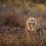 Sadha Instagram - Can you guess if it’s a yawn or a growl??? Featuring the upcoming star of Magadhi! A tiger that’s breaking all norms… #jamhole Notice the missing canine! 😀 Thank you @ratishnairphotography for the post processing! 😀 #bandhavgarhtigerreserve #nikonz6 #wildlifephotography #bandhavgarh #Nikon #NikonIndia #NikonIndiaOfficial #NikonVideography #NikonPhotography #NikonAsia Bandhavgarh National Park