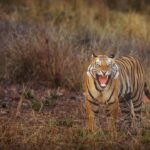 Sadha Instagram - Can you guess if it’s a yawn or a growl??? Featuring the upcoming star of Magadhi! A tiger that’s breaking all norms… #jamhole Notice the missing canine! 😀 Thank you @ratishnairphotography for the post processing! 😀 #bandhavgarhtigerreserve #nikonz6 #wildlifephotography #bandhavgarh #Nikon #NikonIndia #NikonIndiaOfficial #NikonVideography #NikonPhotography #NikonAsia Bandhavgarh National Park