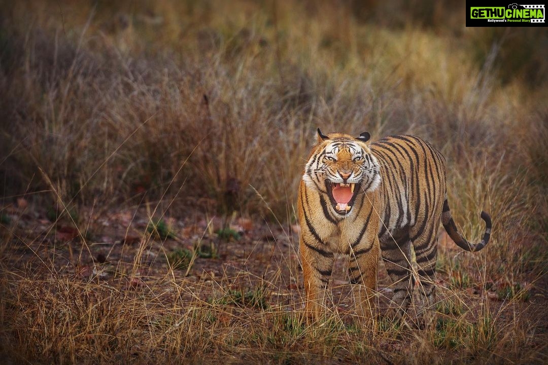 Sadha Instagram - Can you guess if it’s a yawn or a growl??? Featuring the upcoming star of Magadhi! A tiger that’s breaking all norms… #jamhole Notice the missing canine! 😀 Thank you @ratishnairphotography for the post processing! 😀 #bandhavgarhtigerreserve #nikonz6 #wildlifephotography #bandhavgarh #Nikon #NikonIndia #NikonIndiaOfficial #NikonVideography #NikonPhotography #NikonAsia Bandhavgarh National Park