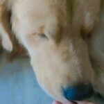 Shilpi Sharma Instagram - This is Love ❤ . . . . #waffle #mybaby #dog #pets #dogsofinstagram Heaven :)
