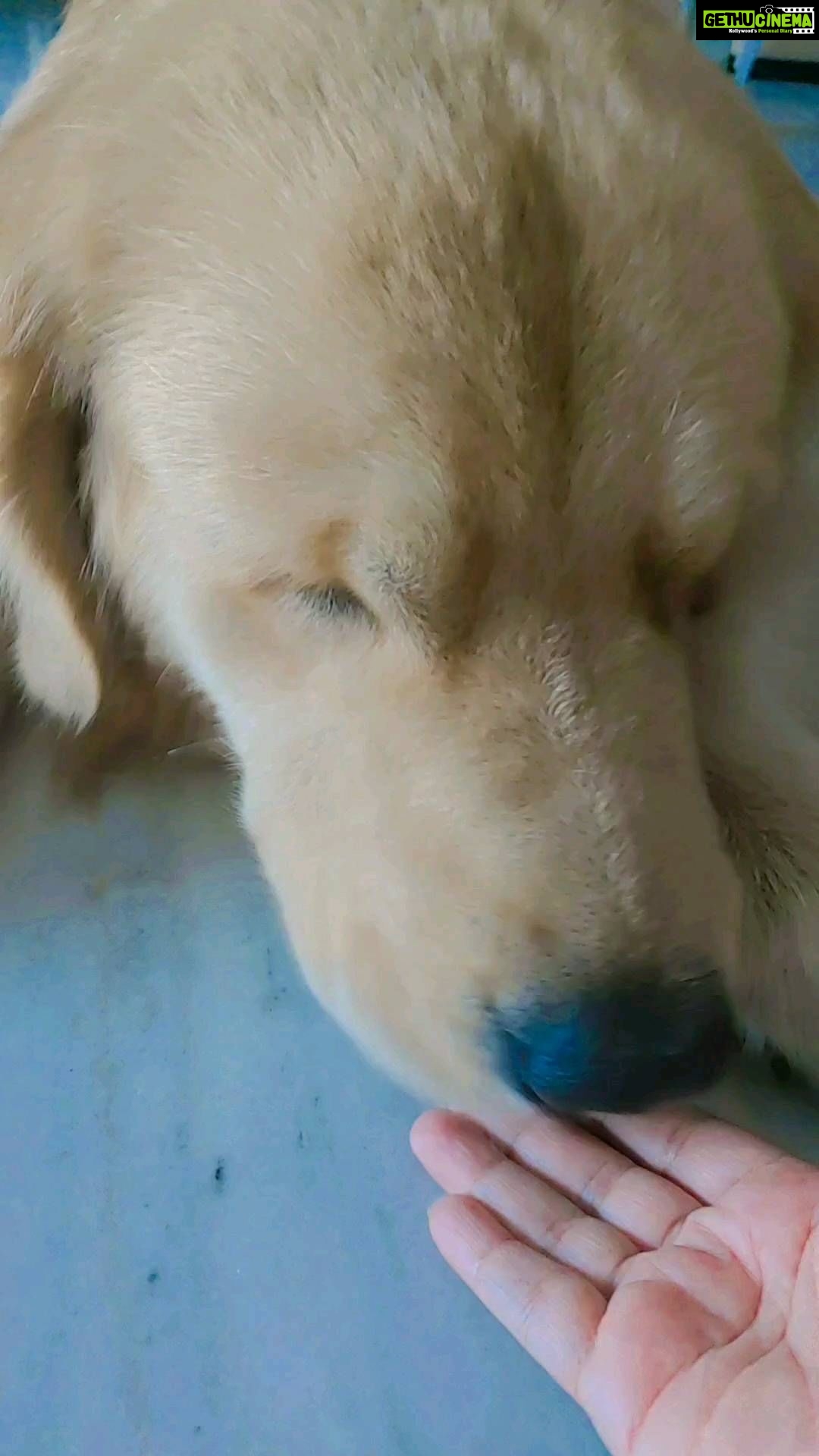 Shilpi Sharma Instagram - This is Love ❤ . . . . #waffle #mybaby #dog #pets #dogsofinstagram Heaven :)