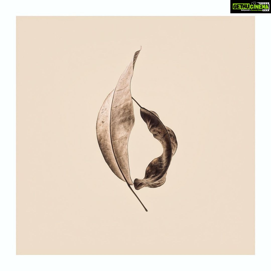 Sunder Ramu Instagram - The last dance of the leaves.